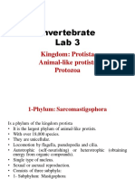Invertebrate Lab 3: Kingdom: Protista Animal-Like Protists Protozoa