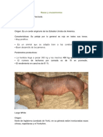 razas-porcinas-y-cruzamientos-para-produccion-porcina