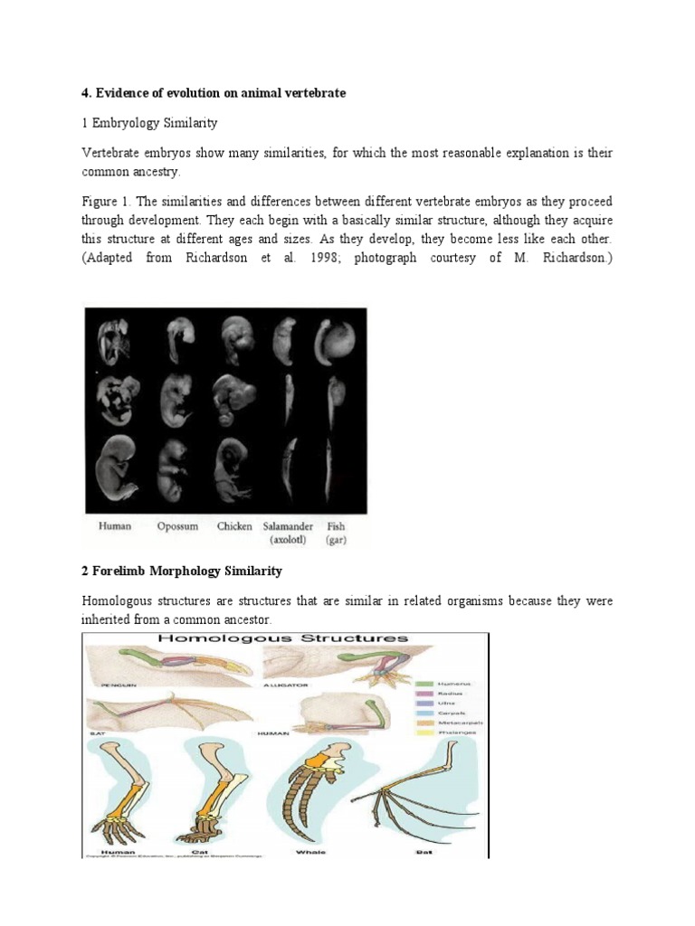 Evidence of Evolution in Vertebrates | PDF | Organisms | Science