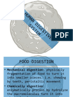 Digestivesystem3 1