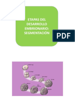 Etapas Del Desarrollo - Segmentación