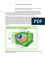 Lectura2 Taxonomia Vegetal I