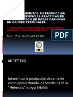 Cruzamiento para Mejorar La Produccion de Carne de Borrego