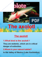 The axolotl