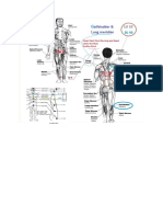 Gallbladder Lung Meridian