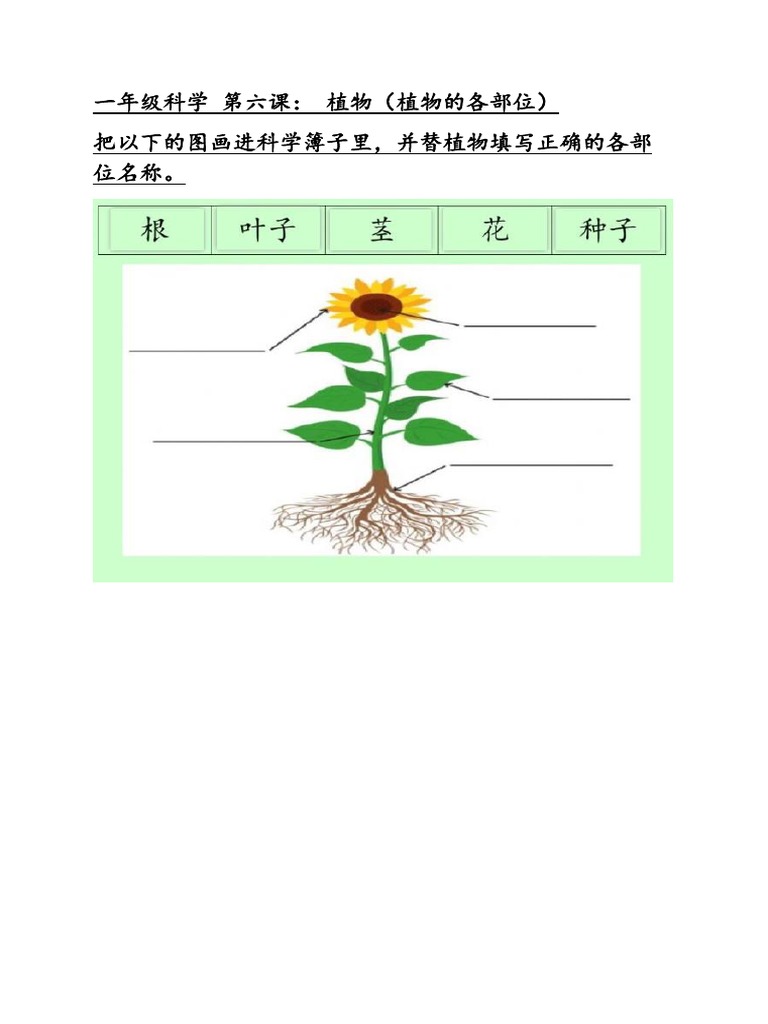一年级科学第六课植物各部位