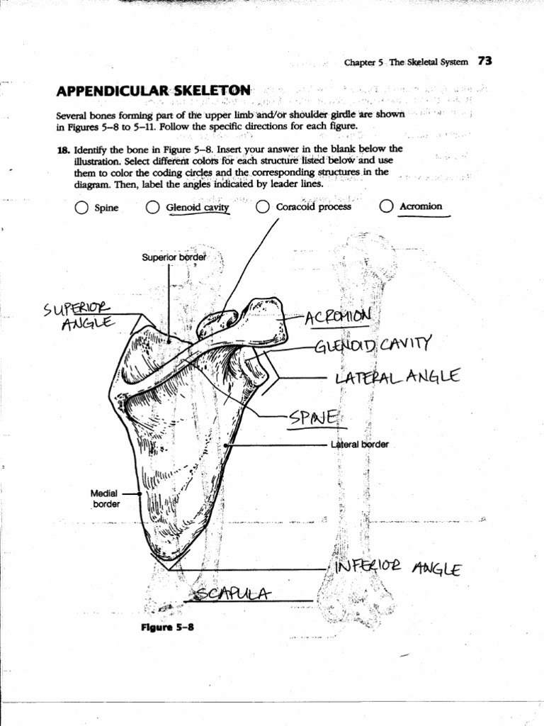 Axial skeleton coloring pages For Appendicular Skeleton Worksheet Answers