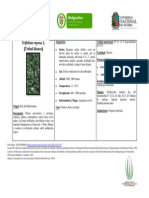 Trifolium Repens PDF