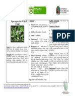 Vigna Unguiculata PDF
