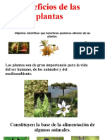 Beneficios de Las Plantas