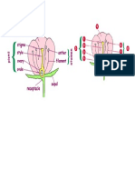 Flower Diagram.docx