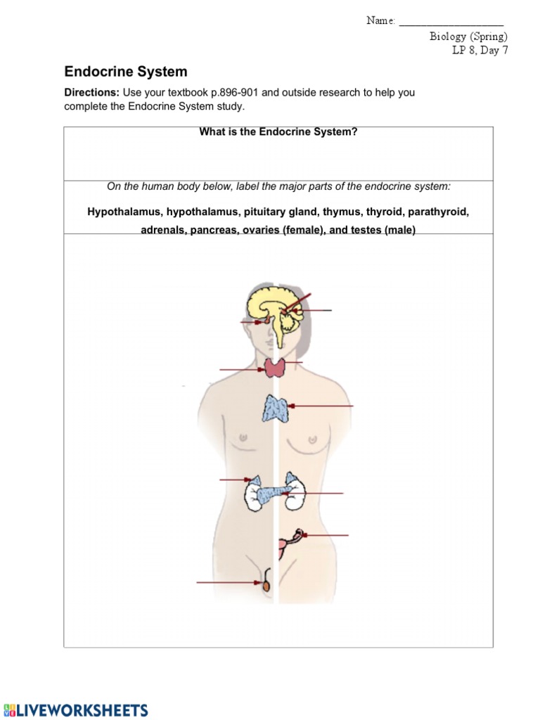 Endocrine System Study Guide | PDF
