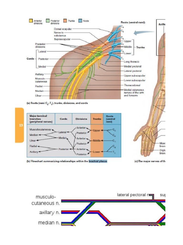 Upper Limb Muscle Innervation Guide | PDF | Thumb | Foot