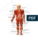 Cuerpo Anterior y Posterio Del Cuerpo Humano