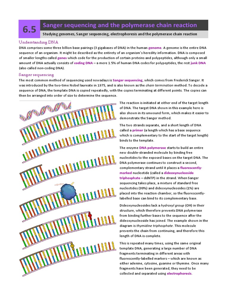 DNA Sequencing and Analysis Techniques | PDF | Dna Sequencing | Gel ...