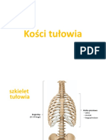 Kości Tułowia