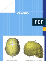 Estructura y articulaciones del cráneo humano