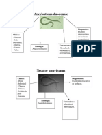 Parasitologia Trabajo Final 1 PDF