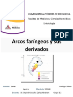 Aparato Faríngeo y Sus Derivados