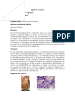 Lipidosis en Ovino