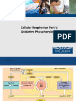 05 Cell Respiration Fermentation Anaerobic and More