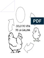 Gallina