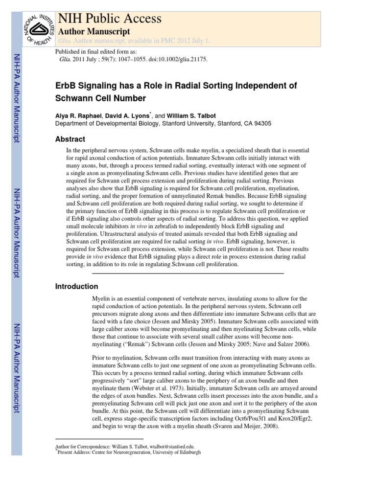 ErbB Signaling Has A Role in Radial Sorting Independent of Schwann Cell ...