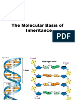 The Molecular Basis of Inheritance