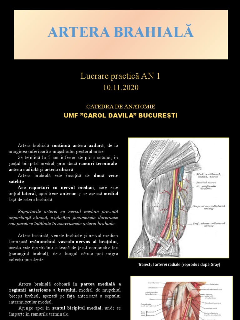LP 8 ARTERA BRAHIALĂ | PDF