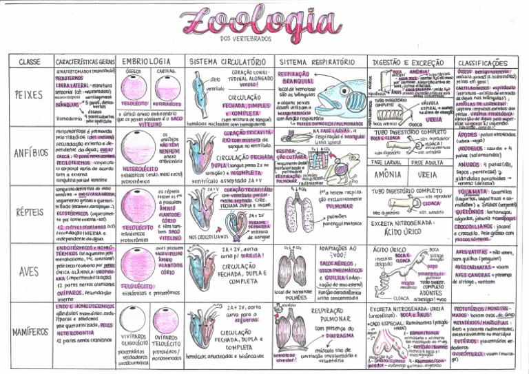 Zoologia Dos Vertebrados Tabela Zoologia Biologia Resumos | PDF