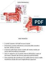 I Seni Paranasali