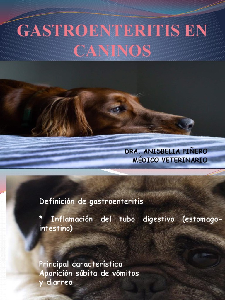 Gastroenteritis en perros: diagnóstico y manejo | PDF | Diarrea ...