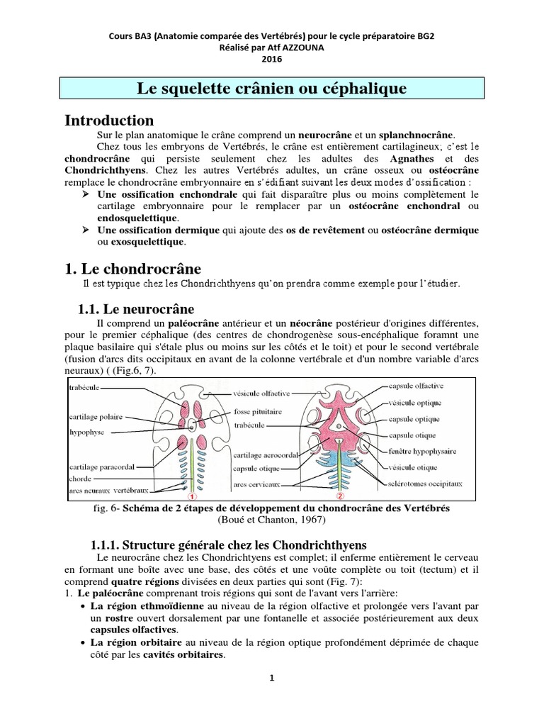 Schéma Général Du Plan D organisation Interne Des Vertébrés 5 Le Squelette Crânien PDF | PDF | Crâne | Oreille