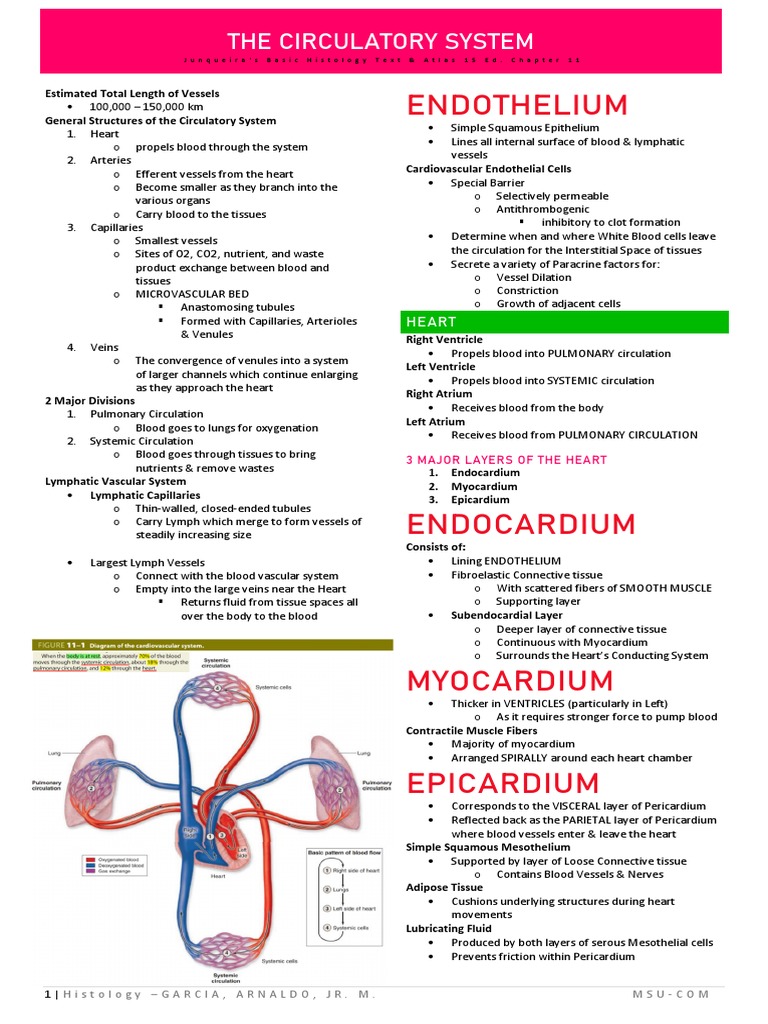 Circulatory System Histology PDF | PDF | Artery | Capillary