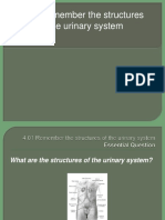4.01 Remember The Structures of The Urinary System