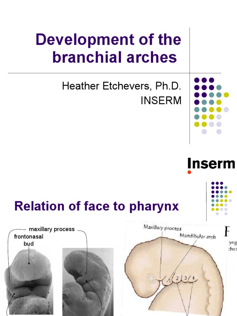 Development of The Branchial Arches: Heather Etchevers, Ph.D. Inserm ...