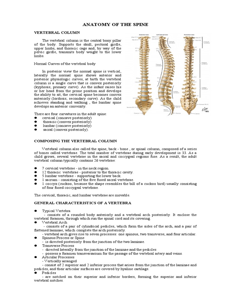 Spine Anatomy Overview | PDF | Vertebra | Vertebral Column