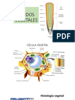 Tejidos Vegetales Parte 1