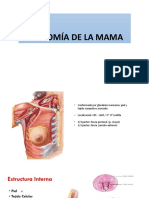Anatomia de La Mama