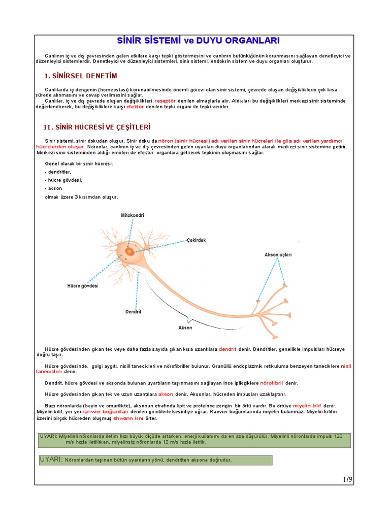Sinir Sistemi | PDF