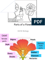 Parts of A Flower: IGCSE Biology