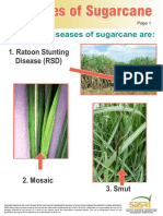 Sugarcane Diseases