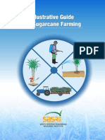 Illustrative Guide To Sugarcane Farming