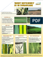 Micronutrient Deficiency Symptoms in Sugarcane PDF