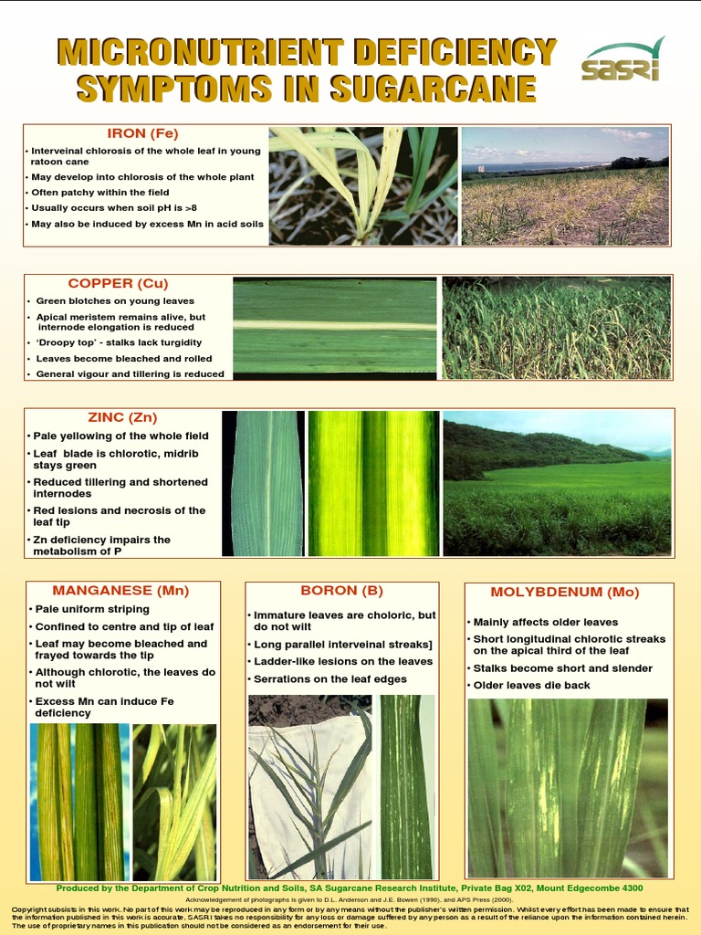 Micronutrient Deficiency Symptoms in Sugarcane PDF PDF Leaf