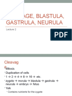 Cleavage, Blastula, Gastrula, Neurula