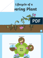 Life Cycle of Flowering Plants