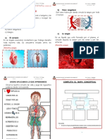 Sistema Circulatorio PDF