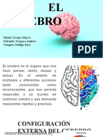 Anatomía Cerebro