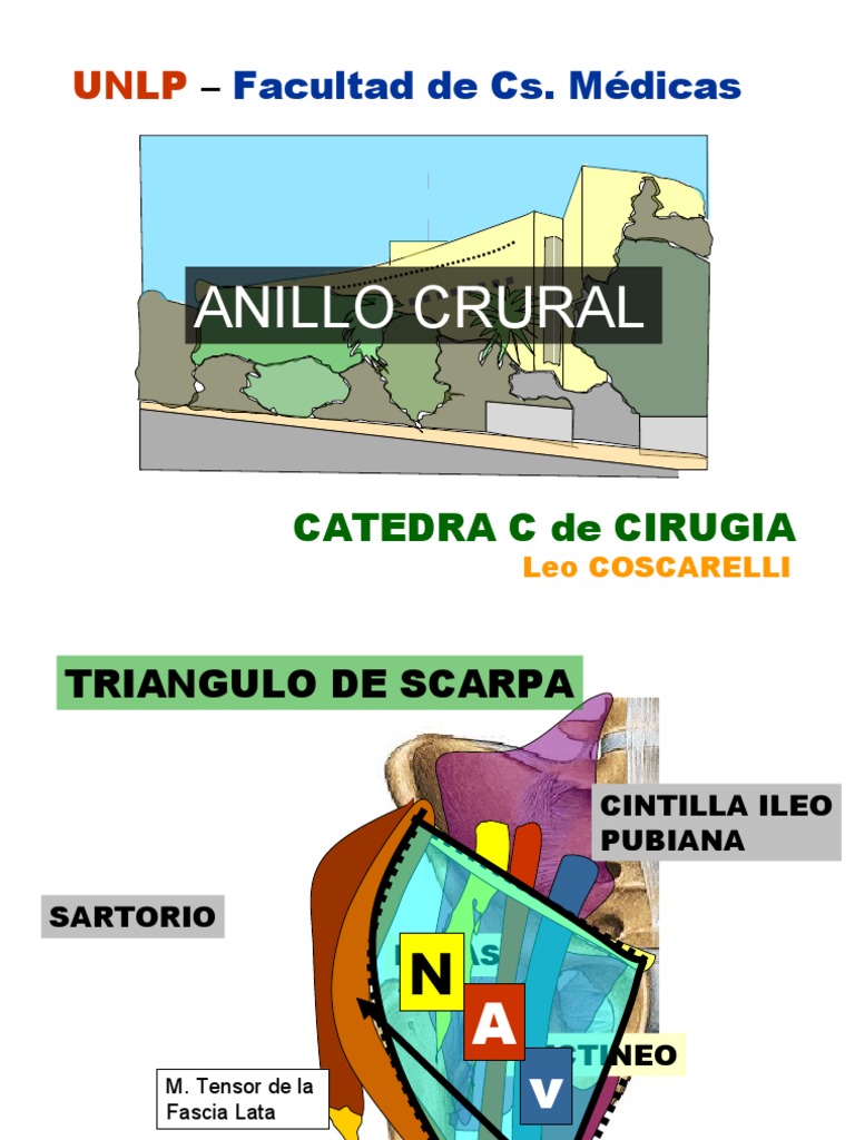 Anillo Crural PDF